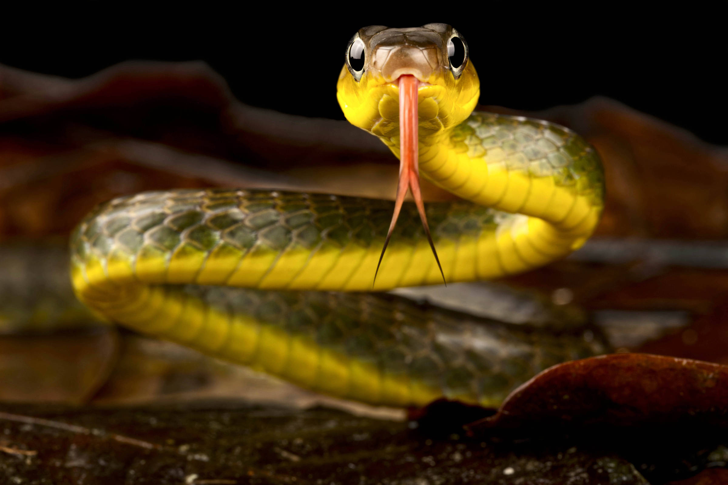 Conheça as cobras mais peçonhentas do Brasil, Terra da Gente