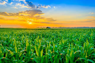Beautiful,Morning,Sunrise,Over,The,Corn,Field