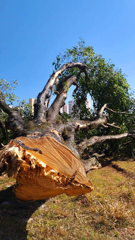 A foto mostra a parte interna inferior de árvore cortada pela Prefeitura de Poços de Caldas.