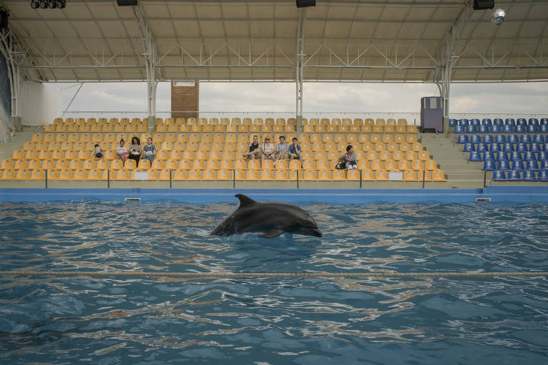 Golfinho salta em uma piscina com algumas pessoas assistindo da arquibancada