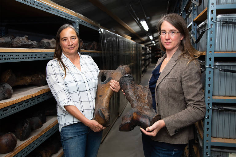 Regan Dunn, uma paleobotânica, à esquerda, e Emily Lindsey, uma paleoecologista, com ossos do fêmur de preguiças-gigantes da Era do Gelo escavados nos Poços de Betume de La Brea