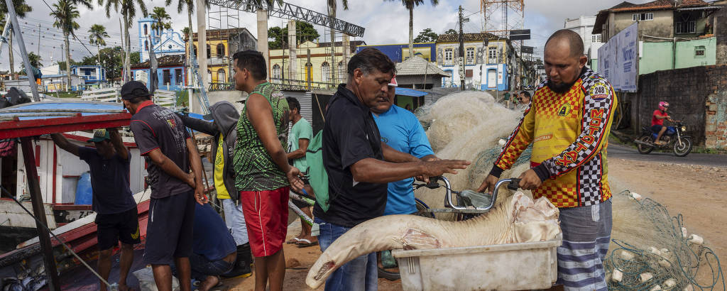Pescadores descarregam um tubarão, já sem cabeça e barbatanas, de uma embarcação no porto de Bragança, no litoral paraense