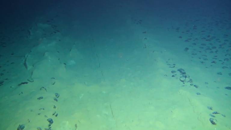 Imagem de planície submarina que mostra rastros de draga de mineração que passou pela região 37 anos antes