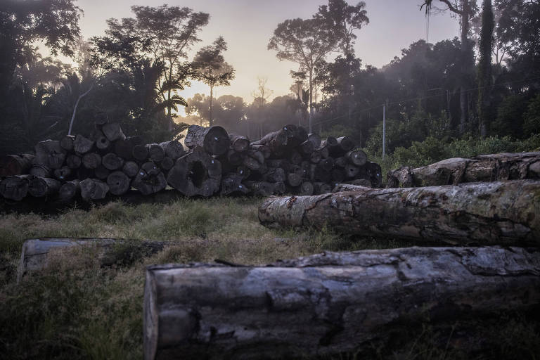 Grossas toras de madeira extraídas da floresta