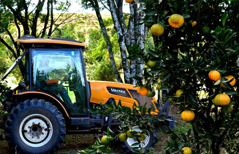 Produção de laranja em Minas Gerais