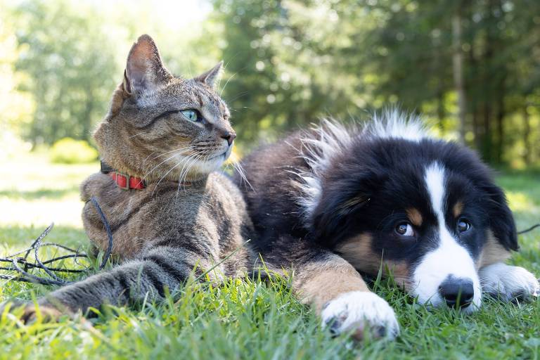 Neurociência a serviço da convivência de cães e gatos