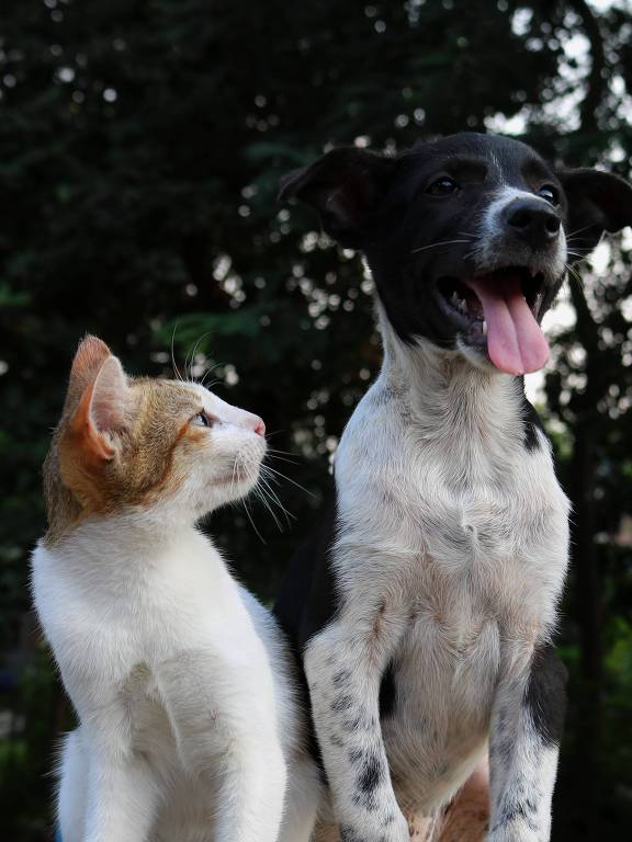 Gato e cachorro amigos