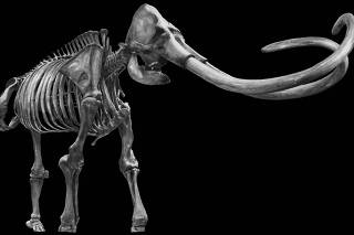 ARTISTS RENDERING OF AN ICE AGE MAMMOTH SKELETON