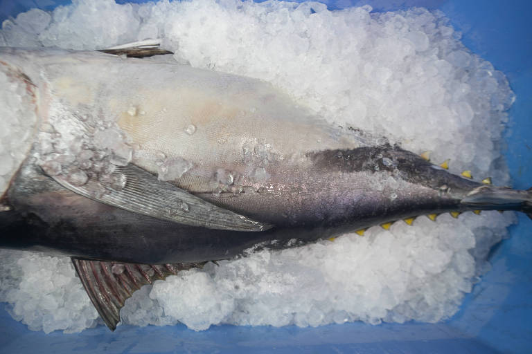 Anvisa proíbe venda de atum da Callier após casos de contaminação em creches