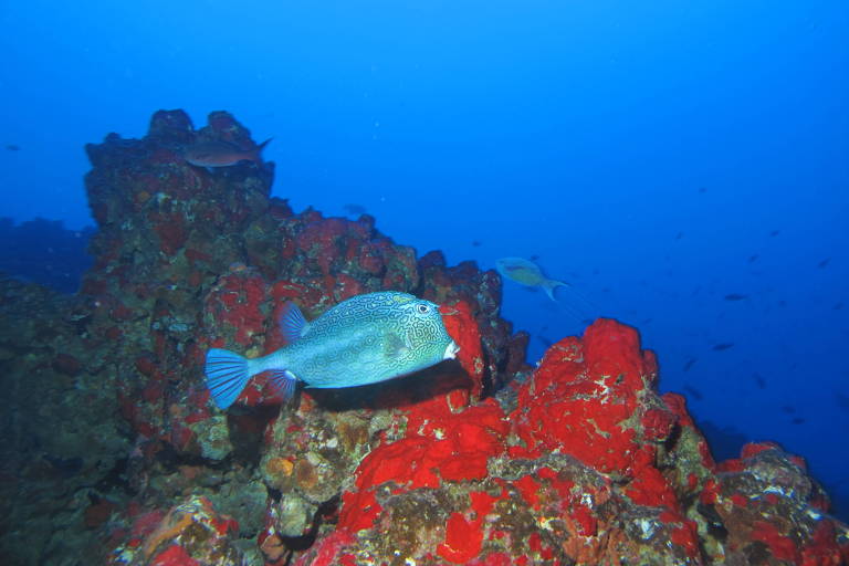 Expedição marinha revela morros de corais com 1.000 km de extensão no ES