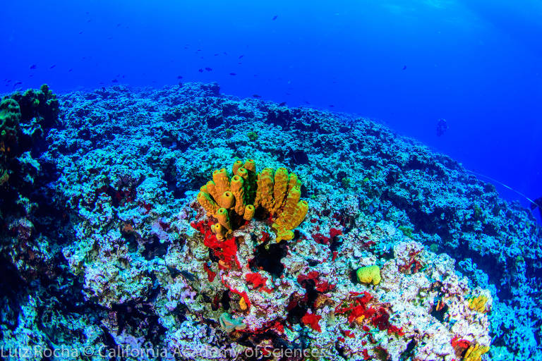 Estudo revela diversidade de peixes e outros animais no arquipélago de Vitória-Trindade, no Espírito Santo