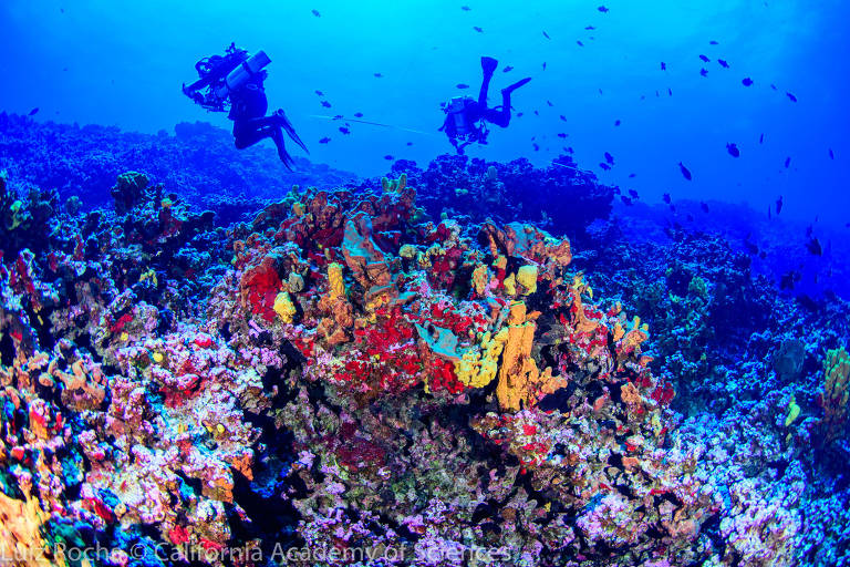Equipe de pesquisadores explora os morros da cadeia de corais no arquipélago Vitória-Trindade, com profundidade de até 70 metros