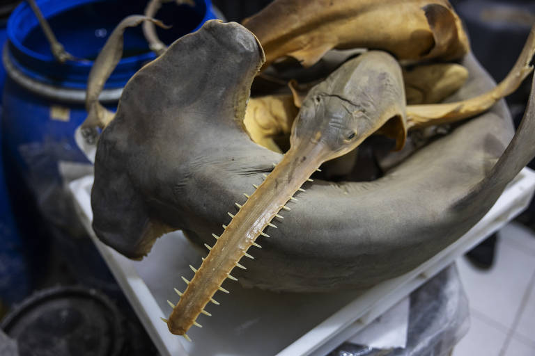 Tubarões e raias em extinção são comercializados no Ver-o-Peso, o maior mercado da Amazônia