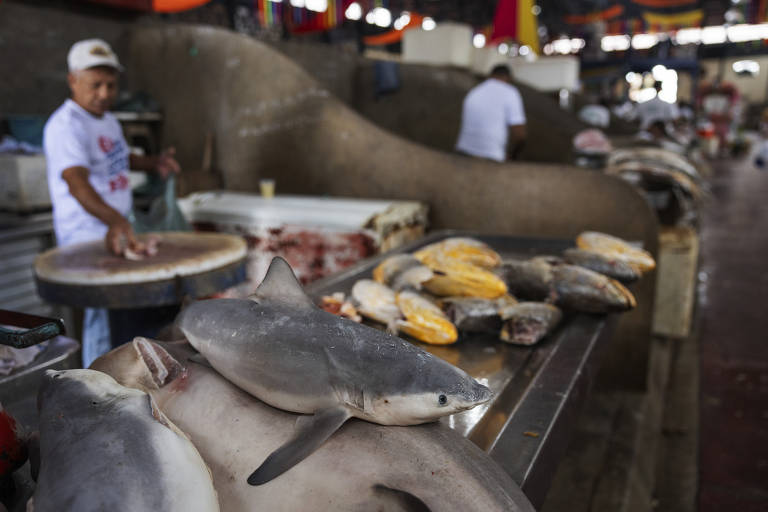 Market in the  Sells Endangered Sharks and Rays - 14/09/2023 -  Science and Health - Folha