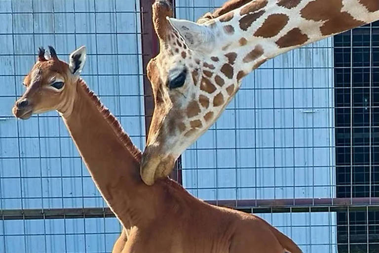 Girafa rara, sem manchas, nasce em zoológico nos Estados Unidos