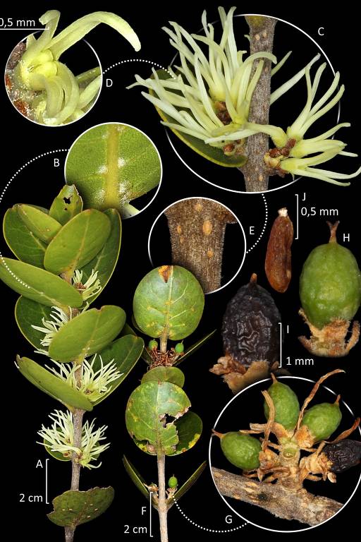 Conheça a nova espécie de planta da família da azeitona descoberta em Minas Gerais