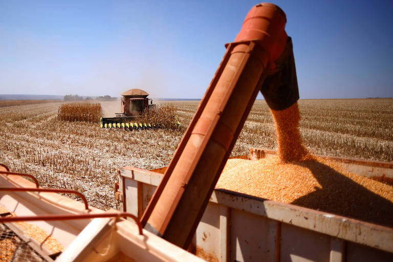 Colheita de milho é feita em fazenda próxima a Brasília