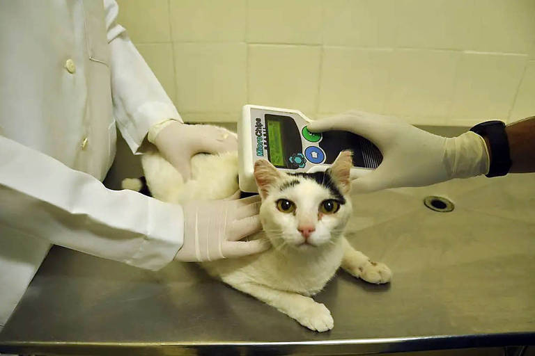 Veterinários medem temperatura de gato