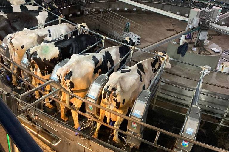 Preço do leite cai 30% no campo e alivia custo da cesta básica