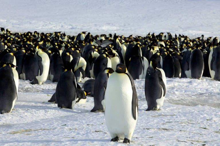 Grupo de pinguins no gelo