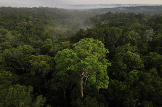 FILE PHOTO: An aerial view shows trees as the sun rises at the Amazon rainforest in Manaus