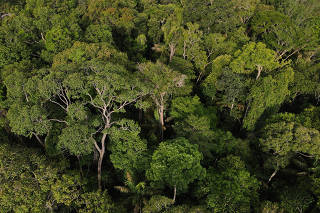 An aerial view shows trees at the Amazon rainforest in Manaus