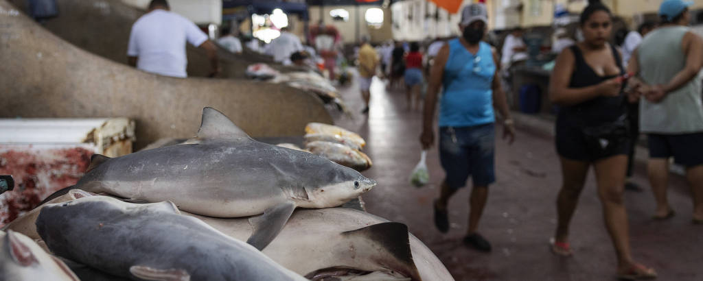 Tubarões inteiros expostos em uma banca do mercado