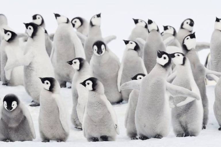 Dezenas de pinguins no gelo