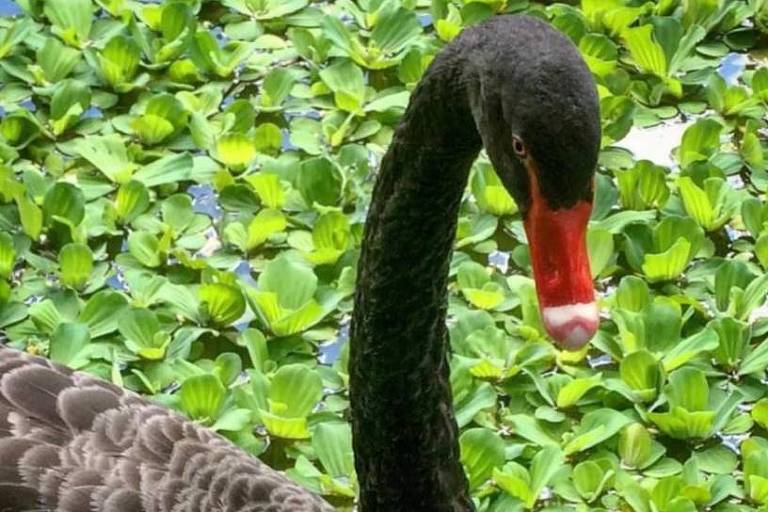 Símbolo de parque da zona sul, cisne negro é morto no Rio de Janeiro