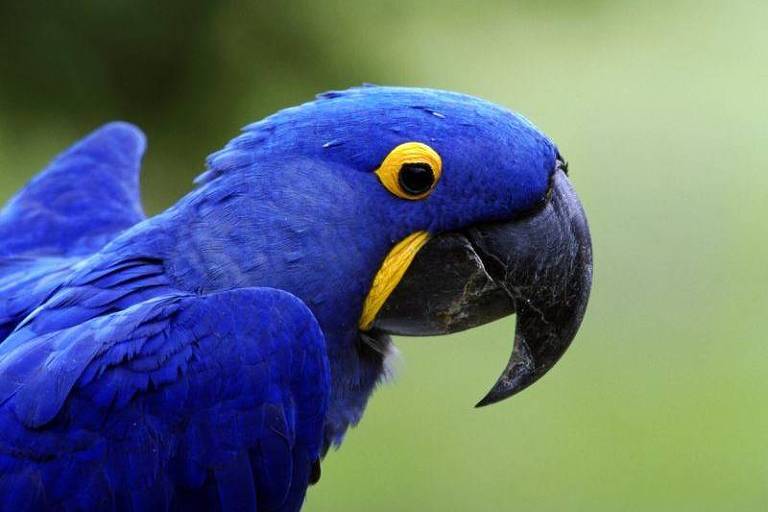 Fotografia colorida mostra uma arara azul
