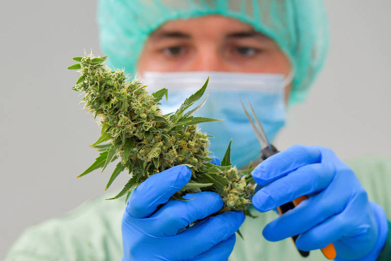 Homem que usa touca, máscara e luvas cirúrgicas manipula a planta cannabis