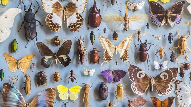 Parede com dezenas de insetos grudados por colecionador