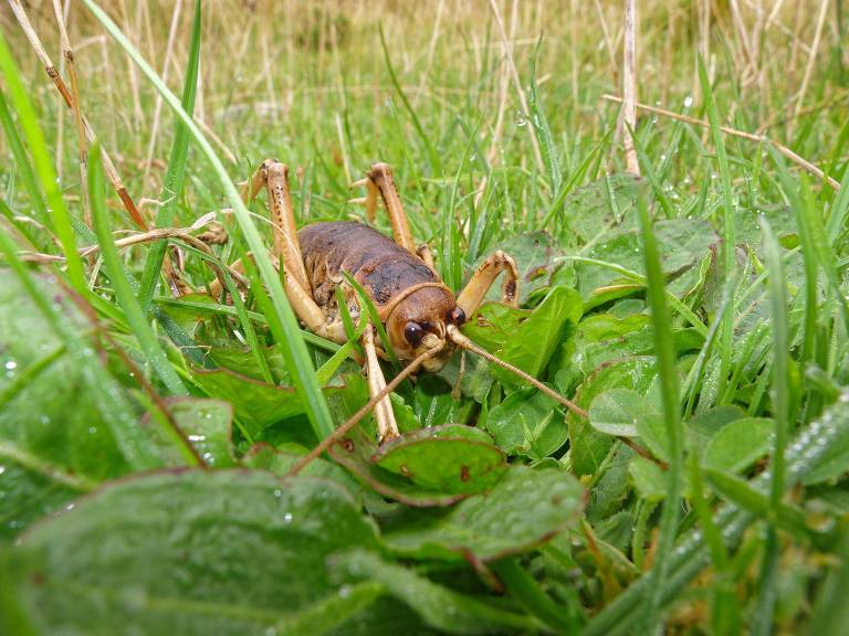 O weta é considerado por muitos o maior e mais pesado inseto do mundo