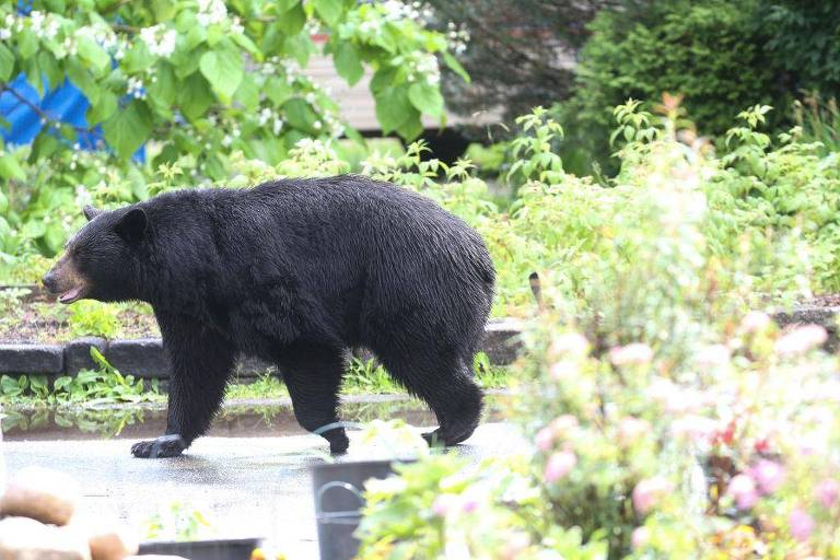 Ursos começaram a vagar pelas ruas de Grafton e, em 2012, atacaram dois moradores