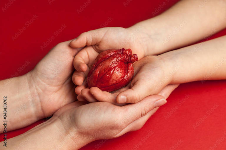 Coração humano em mãos de crianças isoladas em fundo vermelho