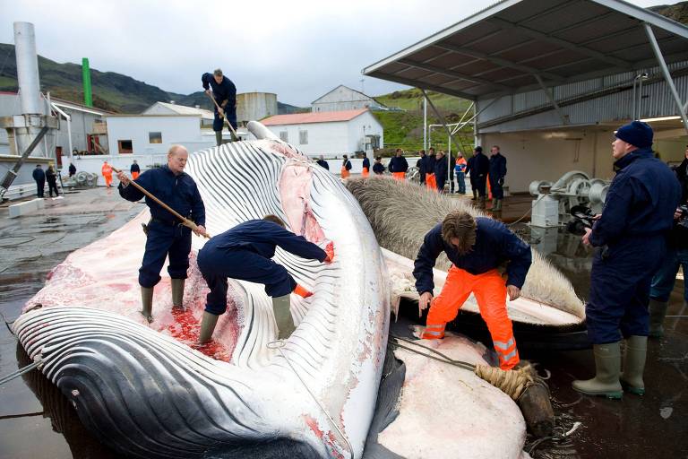 Homens cortam baleia morta ao ar livre no que parece ser uma área portuária