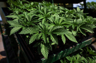 FILE PHOTO: Marijuana plants for the adult recreational market at Hepworth Farms in Milton, New York