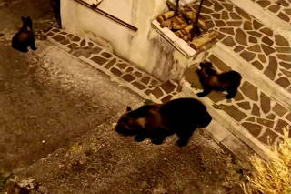 Mother bear is shot dead near national park in Italy