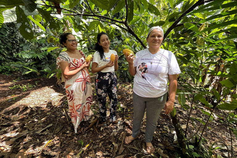 Três mulheres, uma delas grávida, posam sob árvore de cacau no meio da floresta, segurando os frutos amarelos