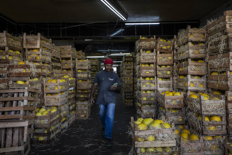 De acordo com as expectativas do ministério, as plantações de melão devem produzir 829 mil toneladas e exportar 321 mil toneladas daqui a dez anos