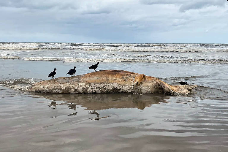 Duas baleias são encontradas mortas em praias do litoral de SP