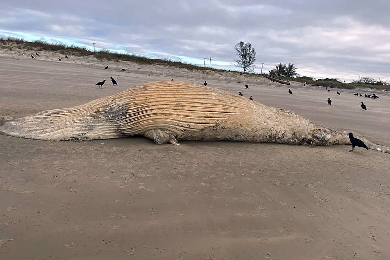foto de carcaça de baleia em areia da praia