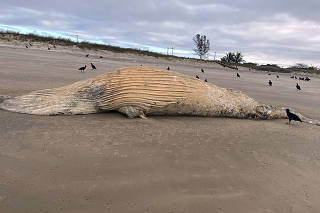 Baleia morta em Ilha Comprida SP