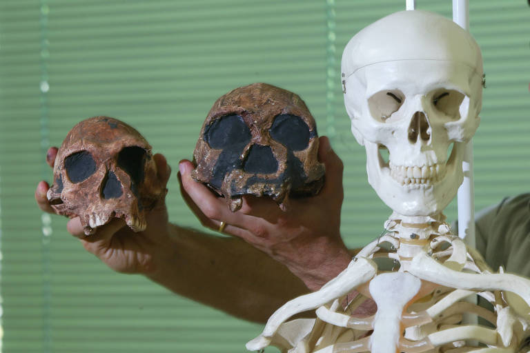 Crânios antigos ao lado de crânio moderno 