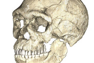 FILE PHOTO: A composite reconstruction of the earliest known Homo sapiens fossils from Jebel Irhoud in Morocco is shown in this handout photo