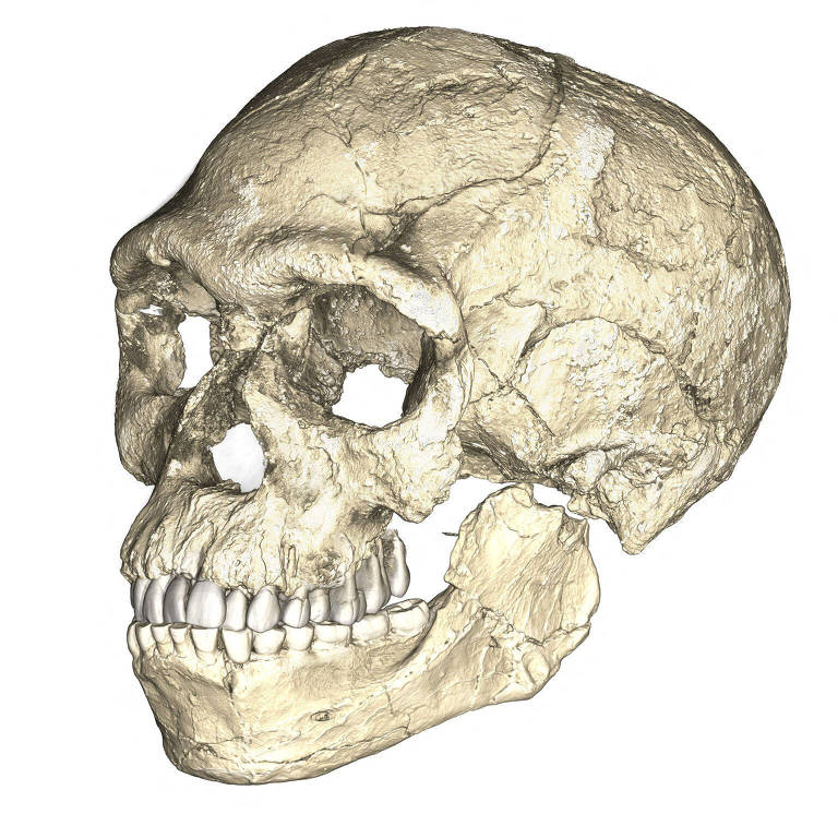 Reconstrução do crânio de um fóssil de 'Homo sapiens', que sobreviveu após seu antepassado quase ser extinto