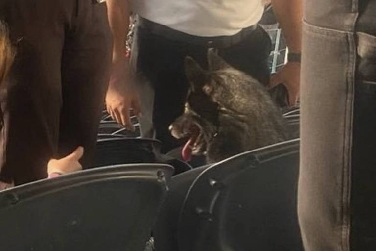 Cachorra escapa, invade estádio e assiste a show do Metallica nos EUA