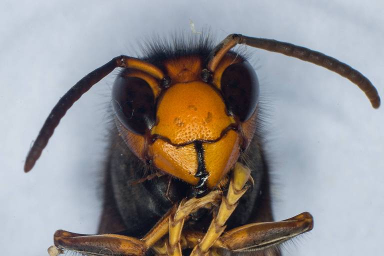 Cabeça do inseto fotografada de perto; a cabeça é alaranjada, com dois olhos pretos grandes e duas antenas que apontam para trás
