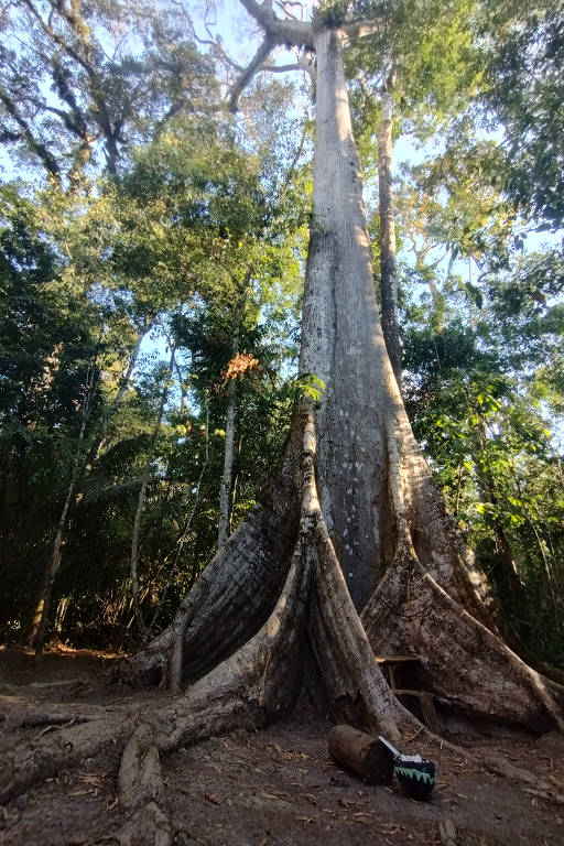 Foto conservada em estoque de uma imagem da vila da floresta do