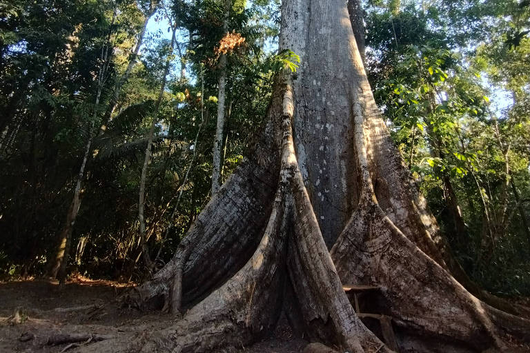 Samaúma, ou sumaúma, árvore mãe da floresta